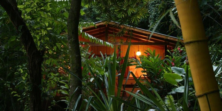 Jungle Landscape